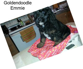 Goldendoodle Emmie