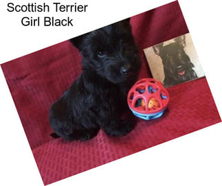 Scottish Terrier Girl Black