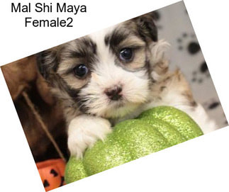 Mal Shi Maya Female2