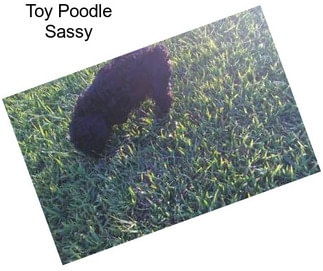 Toy Poodle Sassy