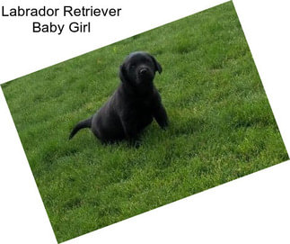 Labrador Retriever Baby Girl