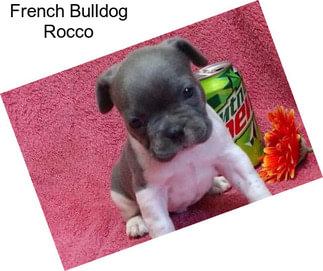 French Bulldog Rocco