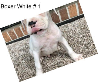 Boxer White # 1