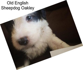 Old English Sheepdog Oakley