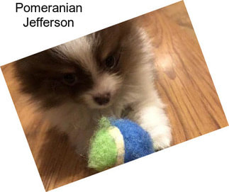 Pomeranian Jefferson