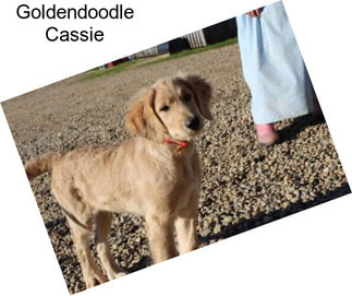 Goldendoodle Cassie