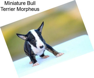 Miniature Bull Terrier Morpheus