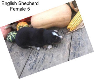 English Shepherd Female 5