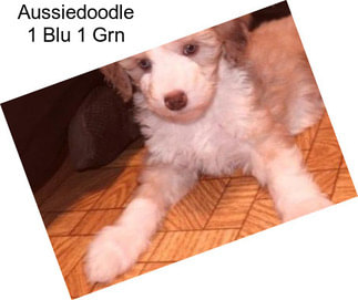 Aussiedoodle 1 Blu 1 Grn