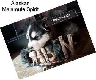 Alaskan Malamute Spirit