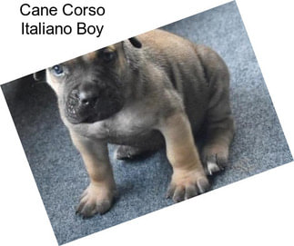 Cane Corso Italiano Boy