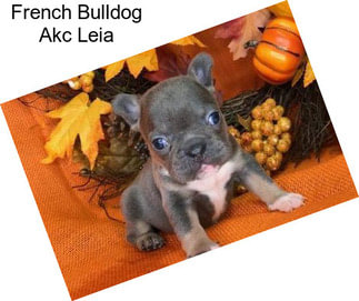 French Bulldog Akc Leia
