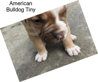 American Bulldog Tiny