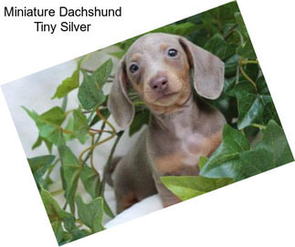 Miniature Dachshund Tiny Silver