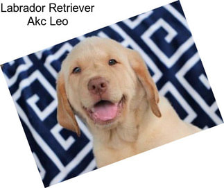 Labrador Retriever Akc Leo