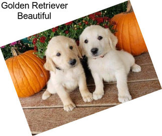 Golden Retriever Beautiful