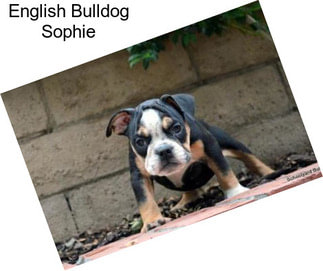 English Bulldog Sophie