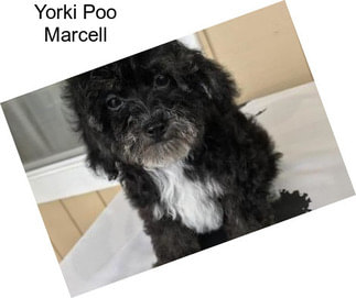 Yorki Poo Marcell