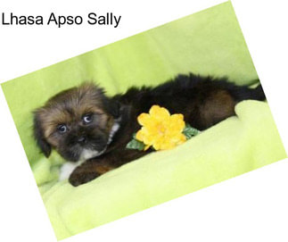 Lhasa Apso Sally