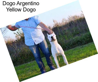 Dogo Argentino Yellow Dogo