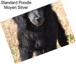 Standard Poodle Moyen Silver