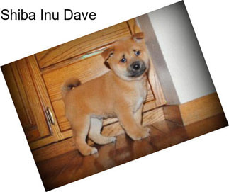 Shiba Inu Dave