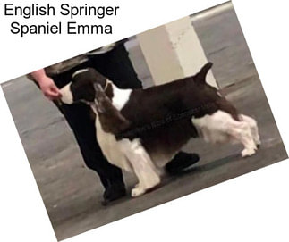 English Springer Spaniel Emma