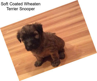 Soft Coated Wheaten Terrier Snooper