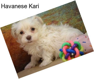 Havanese Kari