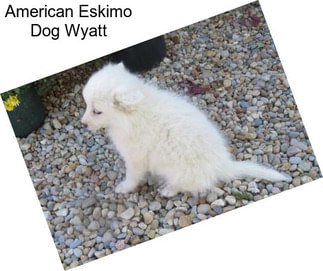 American Eskimo Dog Wyatt