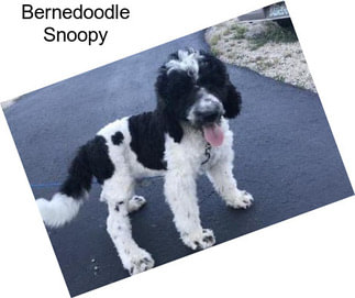 Bernedoodle Snoopy