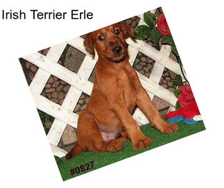 Irish Terrier Erle