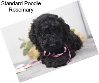 Standard Poodle Rosemary