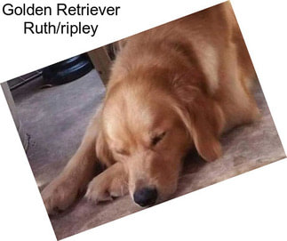 Golden Retriever Ruth/ripley