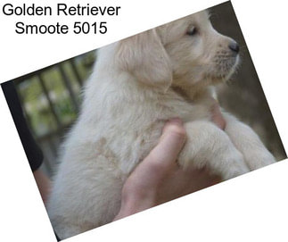 Golden Retriever Smoote 5015