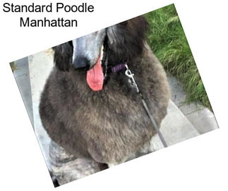 Standard Poodle Manhattan
