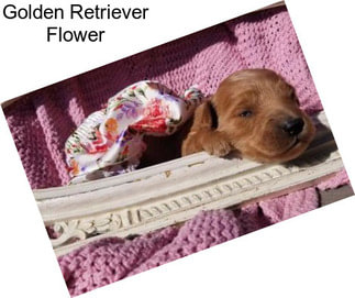 Golden Retriever Flower