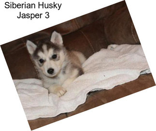 Siberian Husky Jasper 3