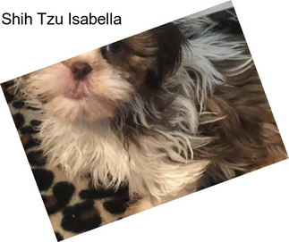 Shih Tzu Isabella