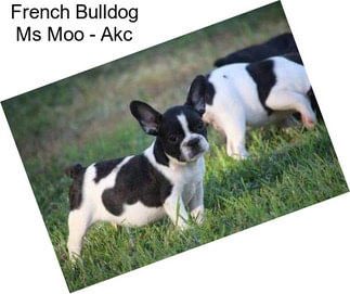 French Bulldog Ms Moo - Akc