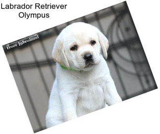 Labrador Retriever Olympus