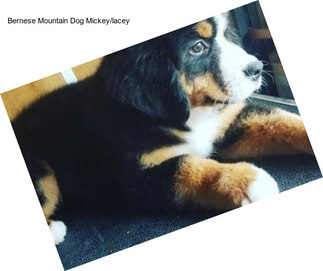 Bernese Mountain Dog Mickey/lacey