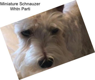 Miniature Schnauzer Whtn Parti