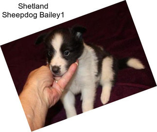 Shetland Sheepdog Bailey1