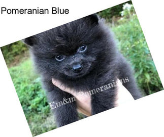 Pomeranian Blue