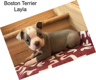 Boston Terrier Layla