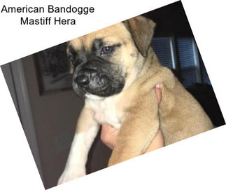 American Bandogge Mastiff Hera