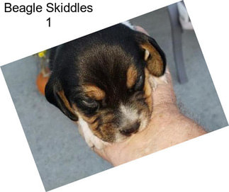 Beagle Skiddles 1