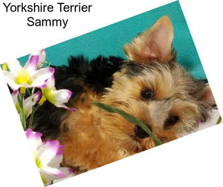 Yorkshire Terrier Sammy