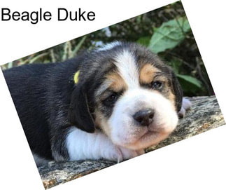 Beagle Duke